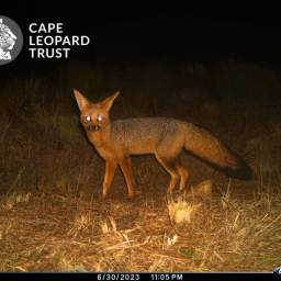 Cape fox